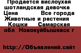 Продается вислоухая шотландская девочка › Цена ­ 8 500 - Все города Животные и растения » Кошки   . Самарская обл.,Новокуйбышевск г.